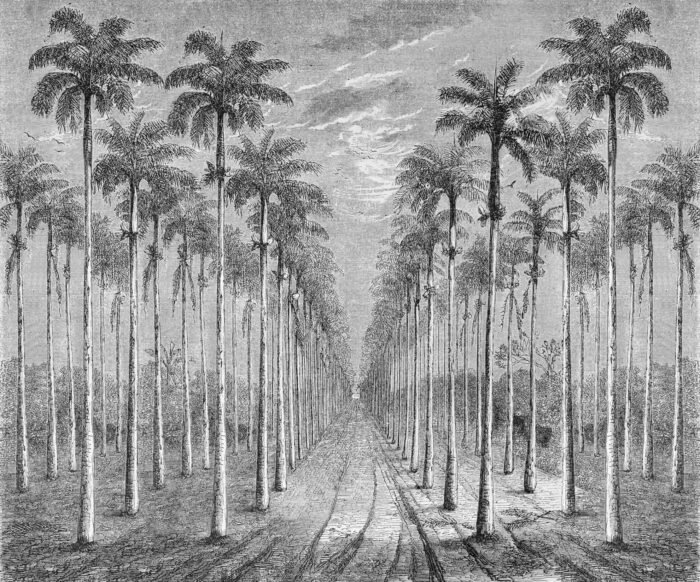 Carta Da Parati Palmeraie - Inkiostro Bianco - immagine 3