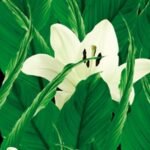 Carta Da Parati Tropics - Wall&Decò - immagine 4