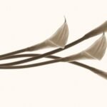 Carta Da Parati Calle - Wall&Decò - immagine 2