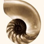 Carta Da Parati Nautilus - Wall&Decò - immagine 2