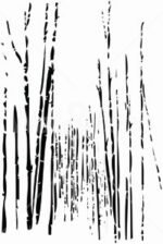 Carta Da Parati Bamboo - Wall&Decò - immagine 2