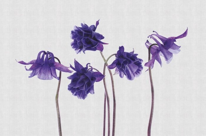 Carta da Parati Campanula - Londonart - Image 2