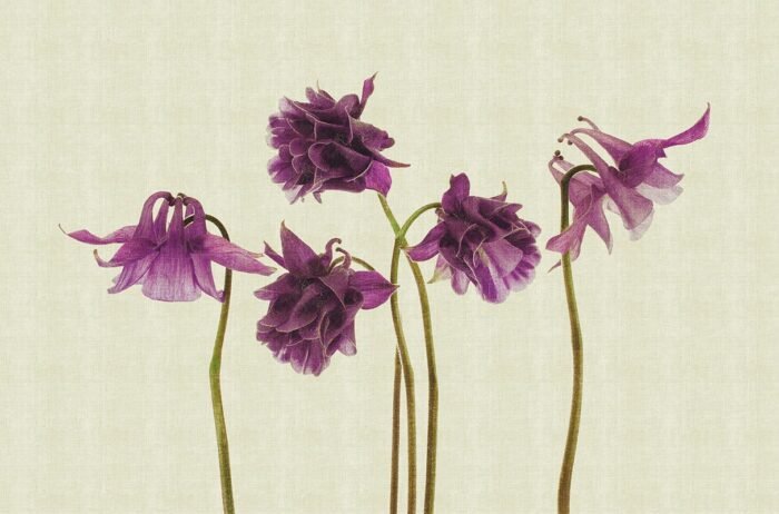 Carta da Parati Campanula - Londonart - Image 3