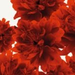 Carta Da Parati Bloom - Wall&Decò - immagine 5