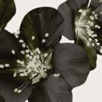 Carta Da Parati Bloom - Wall&Decò - immagine 7