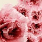 Carta Da Parati Bloom - Wall&Decò - immagine 2