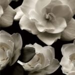 Carta Da Parati Bloom - Wall&Decò - immagine 3