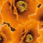 Carta Da Parati Bloom - Wall&Decò - immagine 4