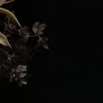 Carta Da Parati Elisir - Inkiostro Bianco - immagine 2