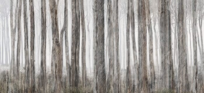 Carta Da Parati Little Red Riding Hood - Inkiostro Bianco - immagine 3