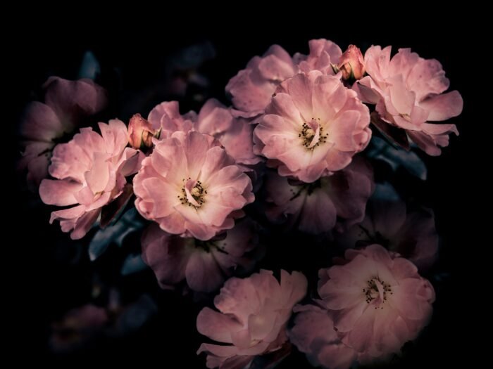 Aroma Wallpaper - Inkiostro Bianco - Image 3
