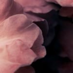 Carta Da Parati Aroma- Inkiostro Bianco - immagine 2