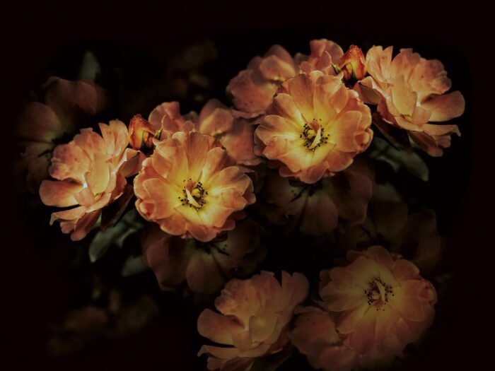 Aroma Wallpaper - Inkiostro Bianco - Image 5