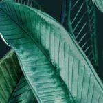 Carta Da Parati Platano - Inkiostro Bianco - immagine 2