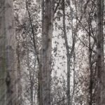 Carta Da Parati Robin Hood - Inkiostro Bianco - immagine 2