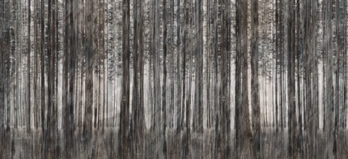Carta Da Parati Robin Hood - Inkiostro Bianco - immagine 4