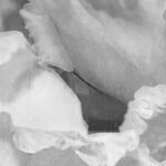 Carta Da Parati Corolle - Inkiostro Bianco - immagine 2