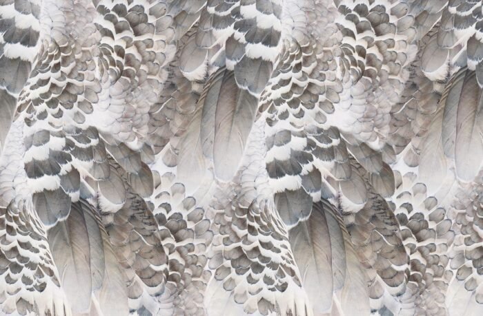 Wings Wallpaper - Inkiostro Bianco - Image 5